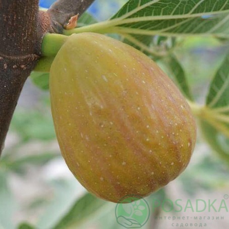 картинка Инжир Далматский 