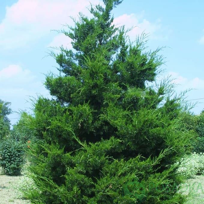 картинка Можжевельник виргинский Канаерти 