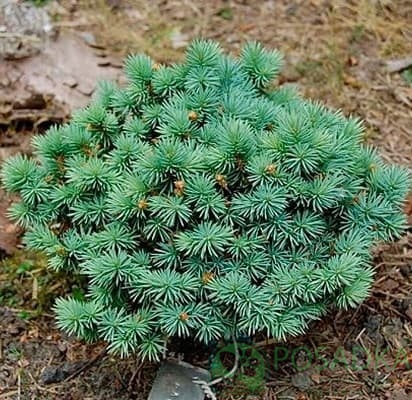 картинка Ель колючая Соня 3л 