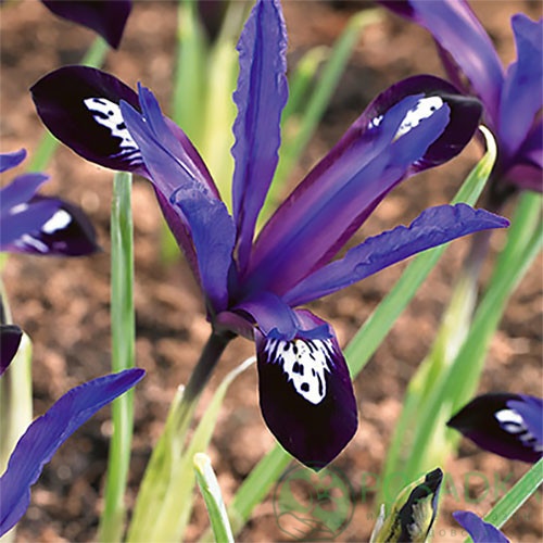 картинка Ирис reticulata Blue Note 