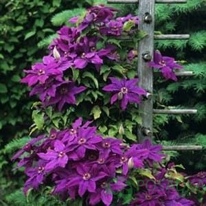 картинка Клематис Kacper 