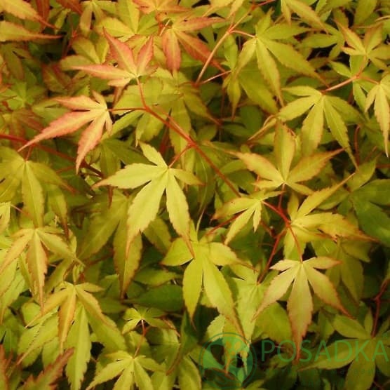 картинка Клен пальмолистный Katsura 7.5л 