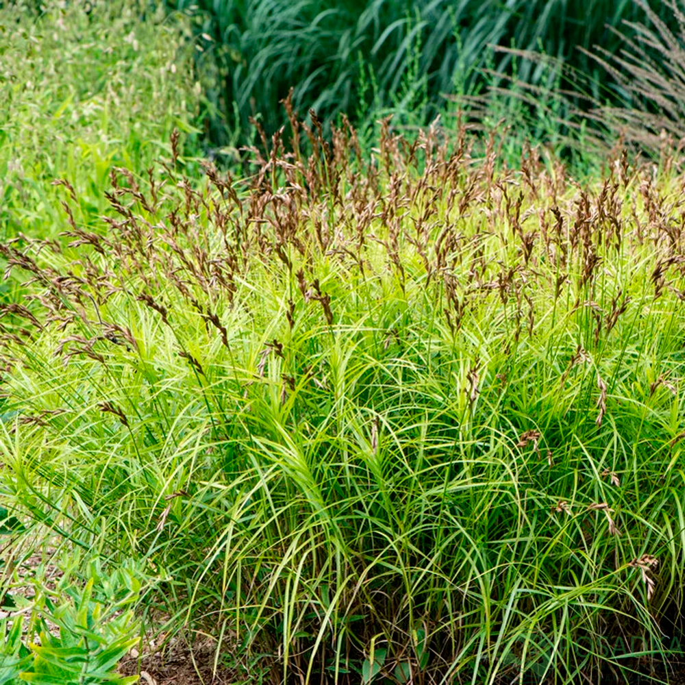 картинка Осока пальмолистная Carex muskingumensis 