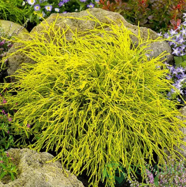 картинка Кипарисовик горохоплодный Санголд 