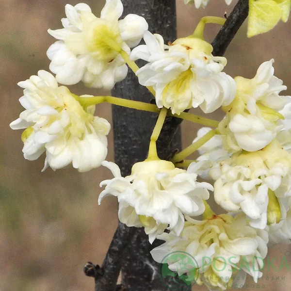 картинка Церцис канадский White Pom Poms 