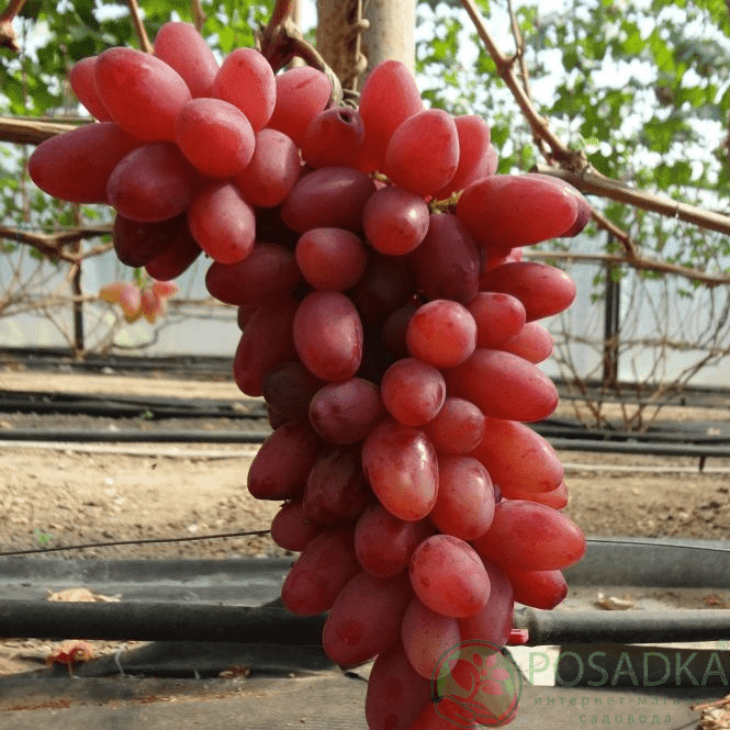 картинка Виноград Казанова 