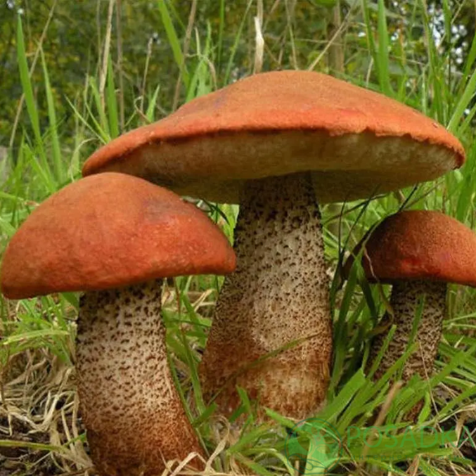 картинка Зарощенный грибной блок Подосиновик, 15 кг 