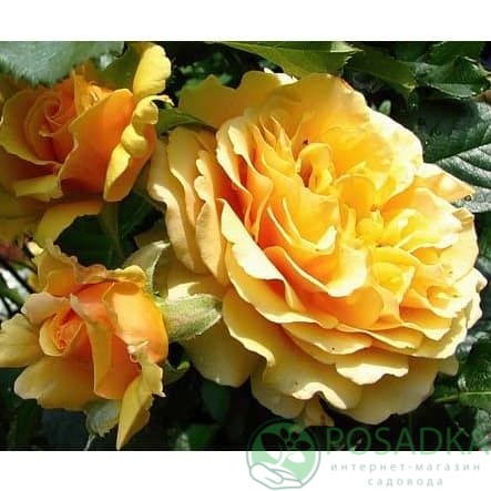 картинка Роза флорибунда Амбер Куин 