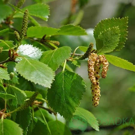 картинка Берёза Пушистая 
