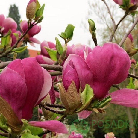 картинка Магнолия суланжа Сoates 