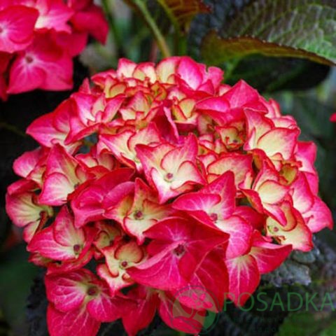 картинка Гортензия крупнолистная Dark Angel 