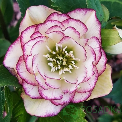 картинка Морозник Double Red White Edge 