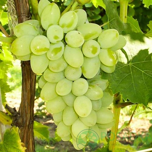 картинка Виноград Восторг идеальный 