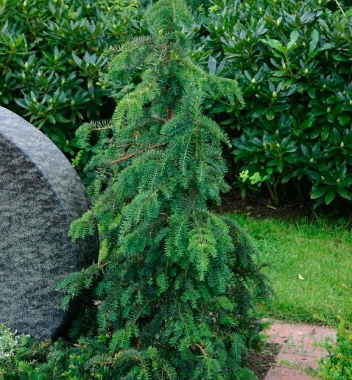 картинка Тис ягодный Dowastoniana 