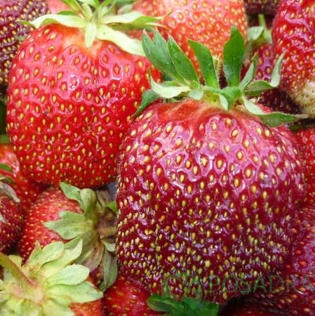 картинка Клубника Маэстро 