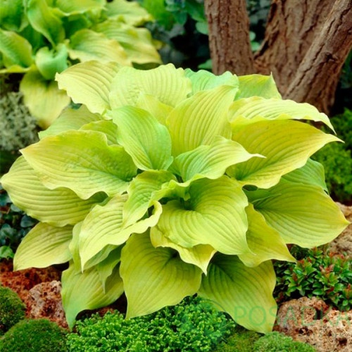 картинка Хоста Piedmont Gold 