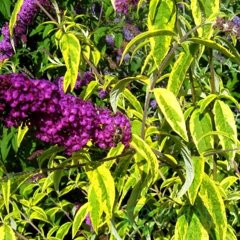 картинка Буддлея Давида Сантана 