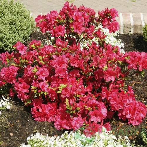 картинка Рододендрон тупой Moederkensdag 