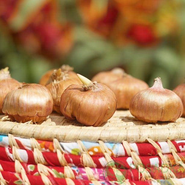 картинка Гладиолус Kio 