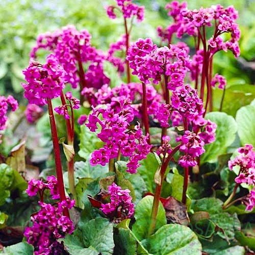 картинка Бадан (Бергения) Cordifolia 