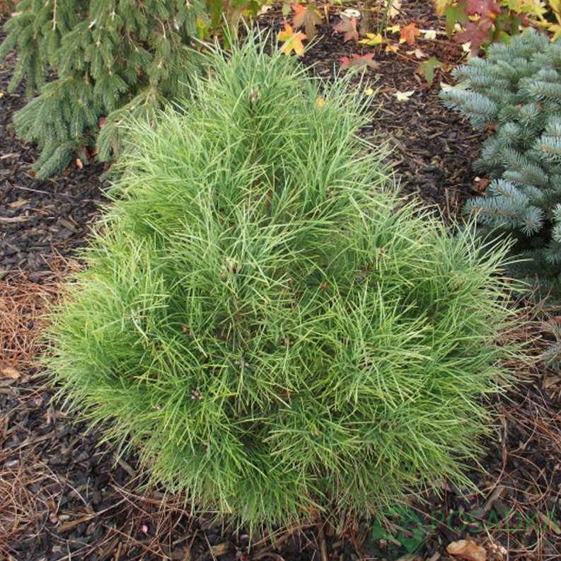 картинка Сосна nigra Rockley WB 