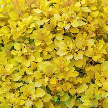 картинка Барбарис Тунберга Голдалита (Goldalita) 