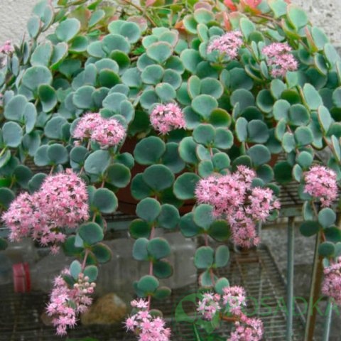 картинка Очиток (седум) Зибольда 