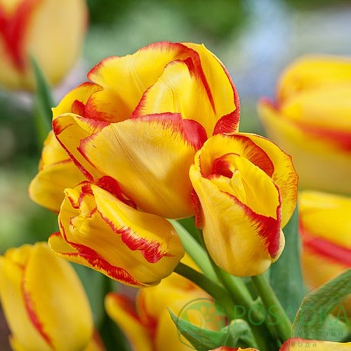 картинка Тюльпан Outbreak  картинка Тюльпан Outbreak