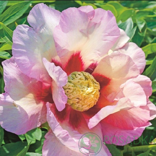 картинка Пион ITOH Pastel Splendor 