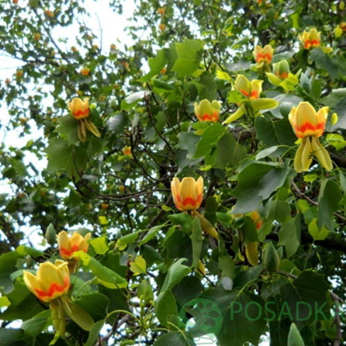 картинка Тюльпановое дерево Fastigiatum 