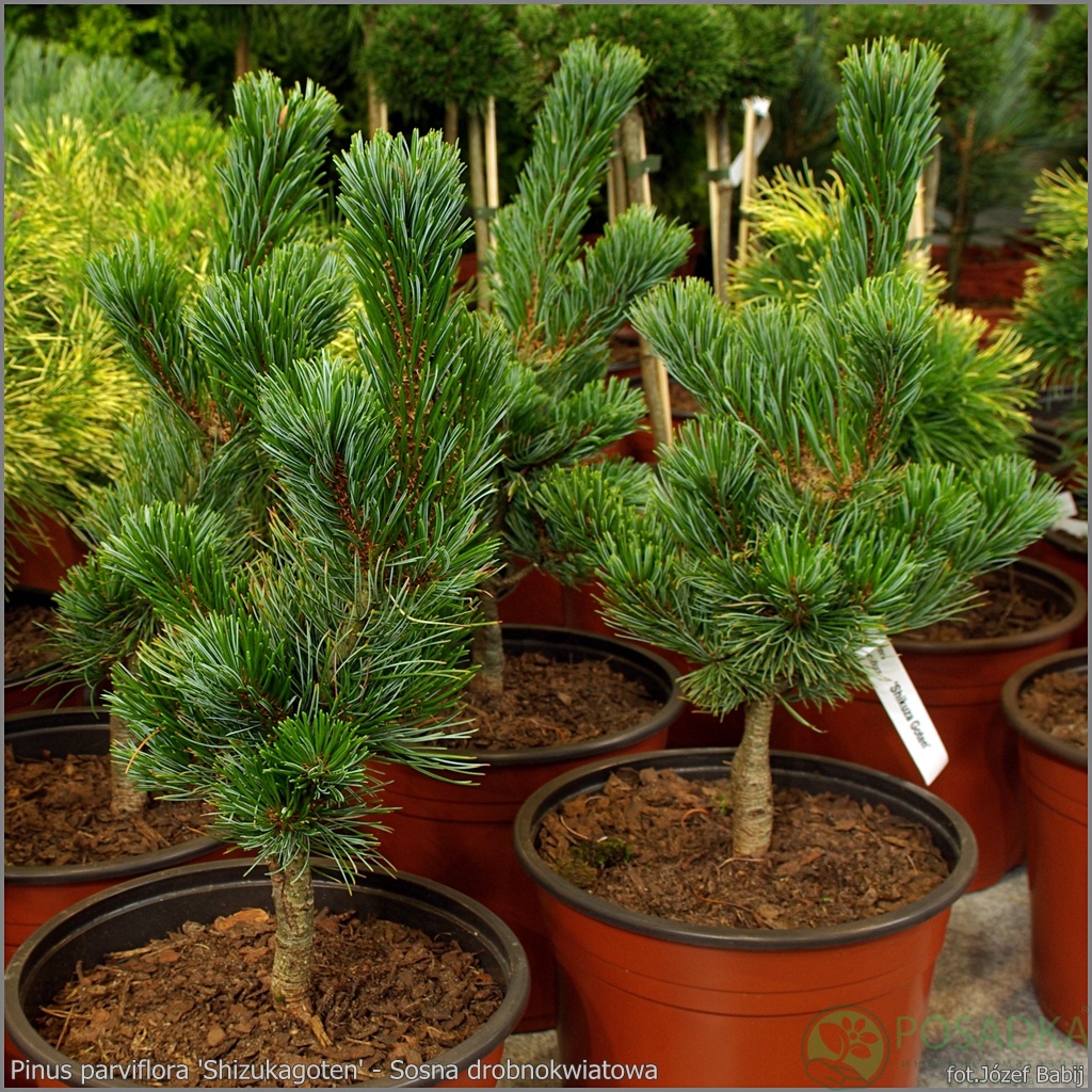 картинка Сосна мелкоцветковая Shizukagoten 