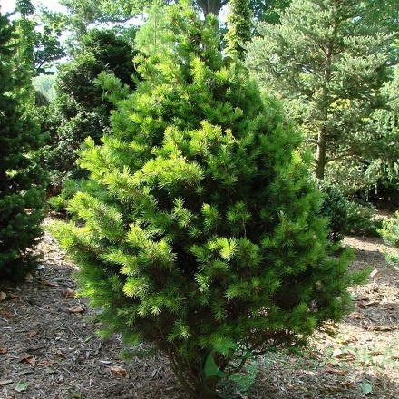 картинка Кедр ливанский Комте де Дижон 