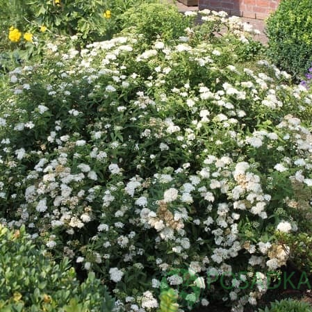 картинка Спирея японская Альбифлора 