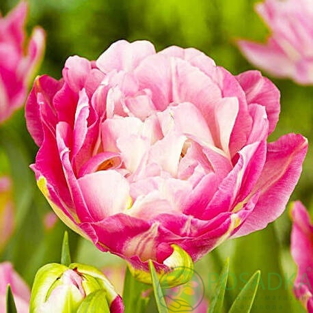 картинка Тюльпан Double Sugar 