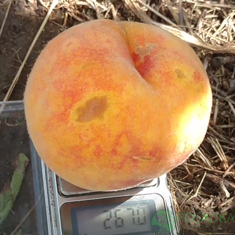 картинка Персик Ник-102 (Peach Nic 102) 