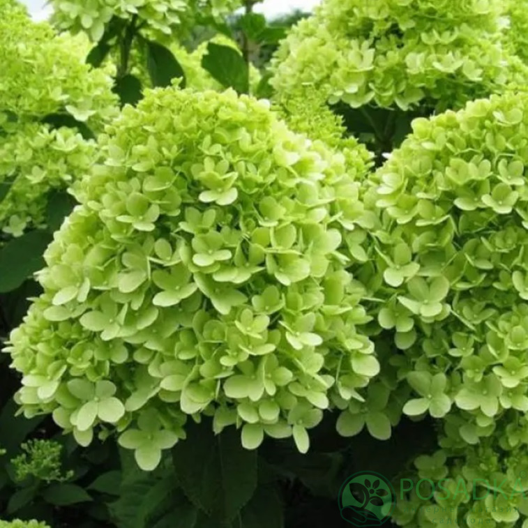 картинка Гортензия метельчатая Little Lime (Литл лайм) 