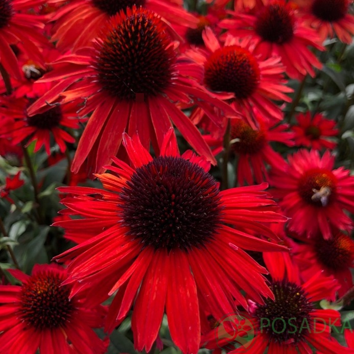 картинка Эхинацея Fountain Red 