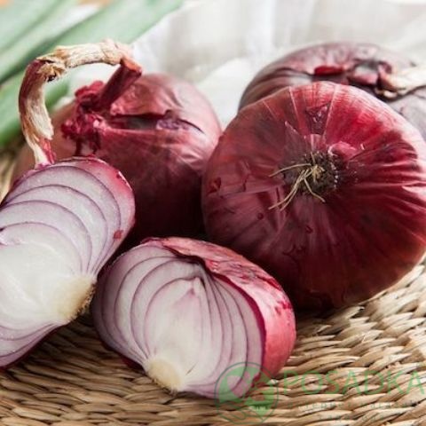 картинка Семена Лук красный Ялтинский, 2гр, SeedEra 