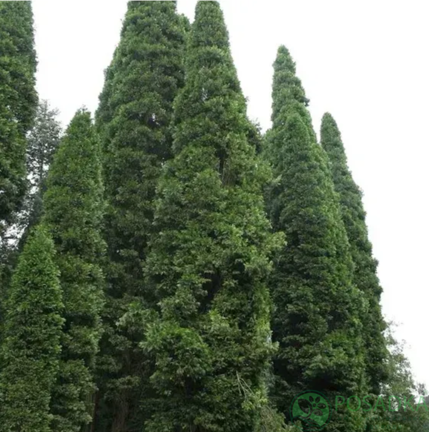 картинка Кипарисовик decurrens 'Pillar 