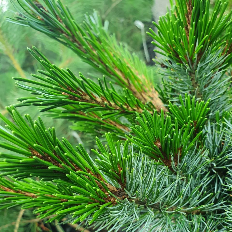 картинка Сосна мелкоцветковая Negishi 