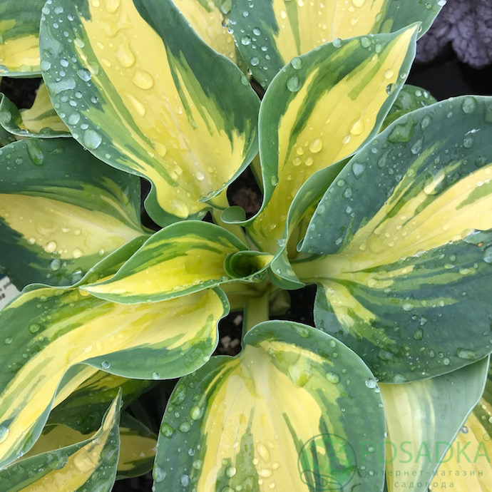 картинка Хоста Hybride Great Expectations 