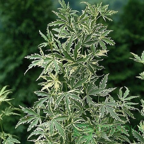 картинка Клён японский Батэрфлай (Butterfly) 