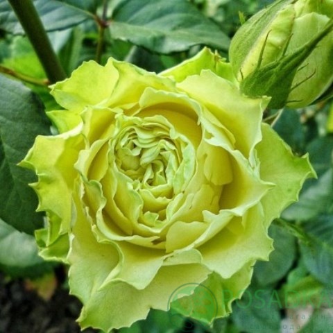 картинка Роза чайно-гибридная Грин Фешион 