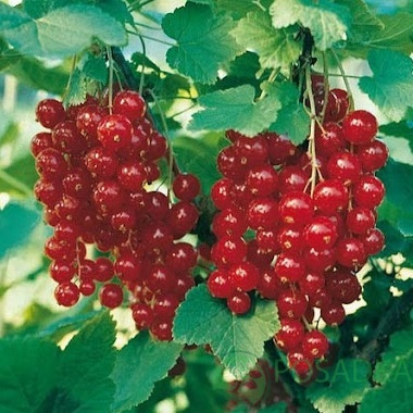 картинка Смородина красная Натали  картинка Смородина красная Натали