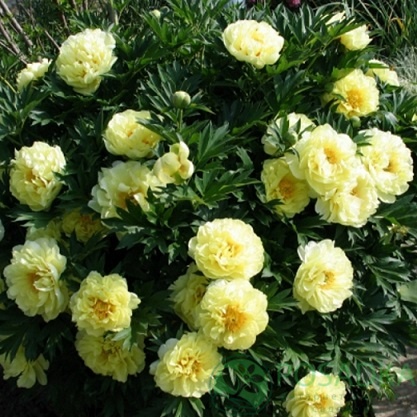 картинка Пион древовидный Paeonia suffr. Yellow 