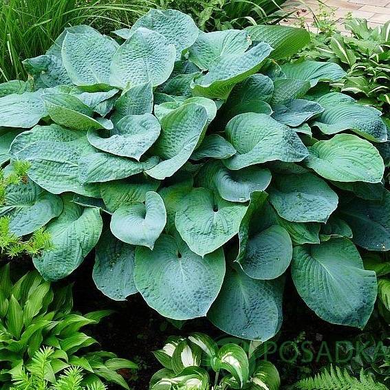 картинка Хоста Зибольда Elegans 