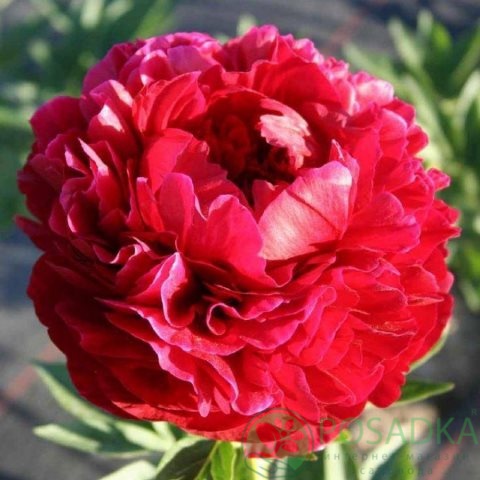картинка Пион травянистый Carol 