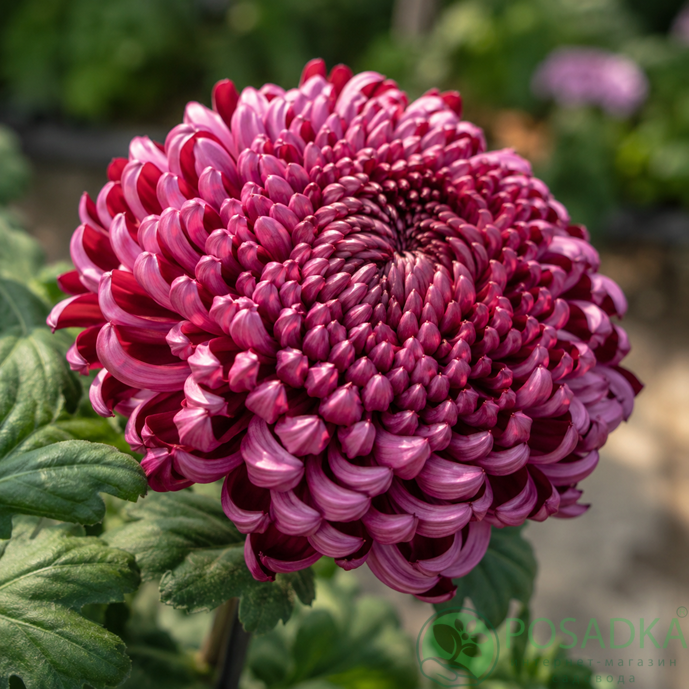 картинка Хризантема крупноцветковая Bigoudi Purple 