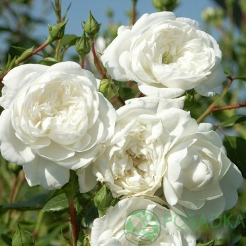 картинка Роза почвопокровная Вайт Карпет 