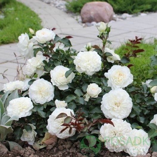 картинка Роза почвопокровная Суоми 